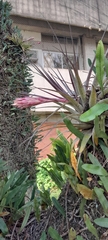 Tillandsia geminiflora, photograph (c) rafa perazzolo, some rights reserved (CC BY)