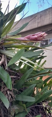 Tillandsia geminiflora, photograph (c) rafa perazzolo, some rights reserved (CC BY)