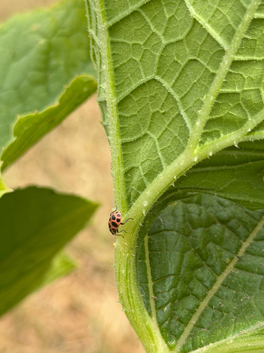 Spotted Pink Lady Beetle