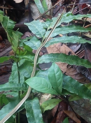 Dipsas palmeri