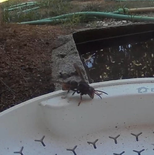 Yellow-legged Hornet