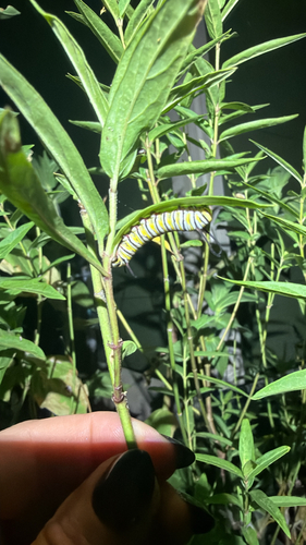 Monarch