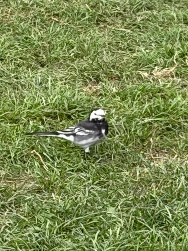 White Wagtail