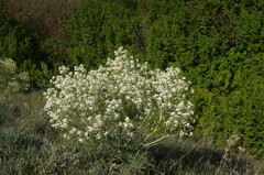 Crambe aspera