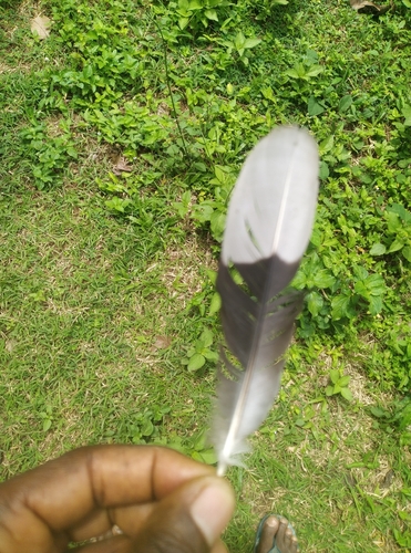 Red-eyed Dove