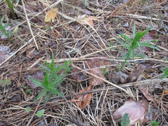Achillea impatiens