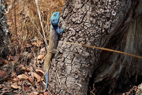 Southern Tree Agama