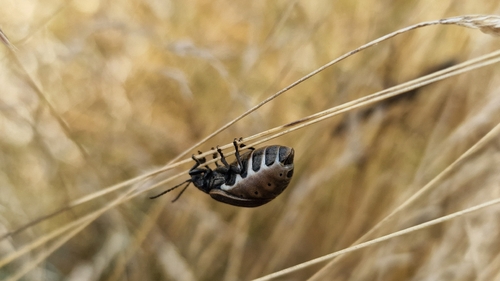 Galeruca pomonae