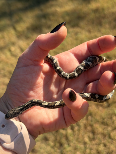 Western Ratsnake