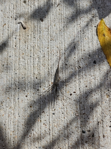 Eurasian Water Stick Insect