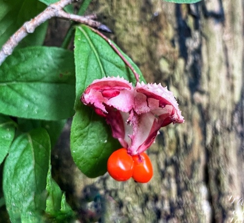 Running Strawberry-bush