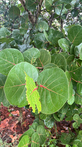 Coccoloba uvifera, photograph 4