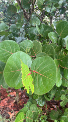 Coccoloba uvifera, photograph (c) Wyatt Sibilia, some rights reserved (CC BY)