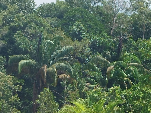 Eugeissona utilis