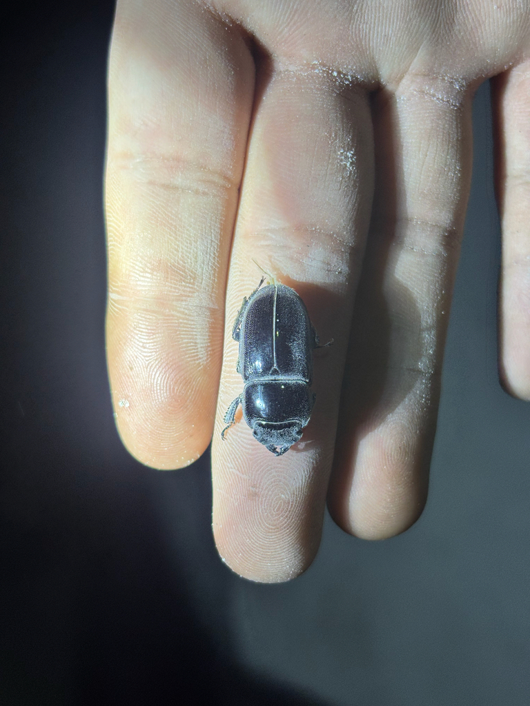 Dorcus ghiliani