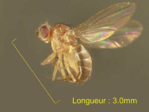 Drosophila funebris