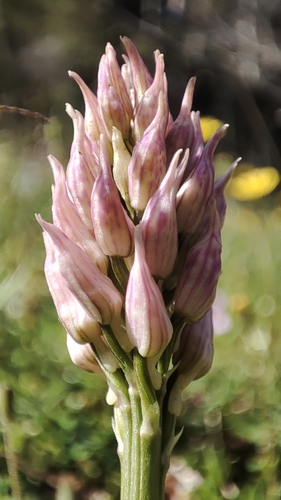 Orchis italica, photograph 5