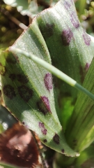 Orchis italica, photograph author not stated, no rights reserved