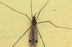 Nephrotoma pratensis