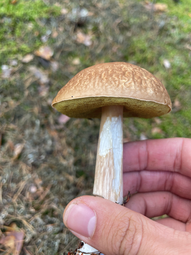 King Bolete