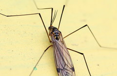 Nephrotoma pratensis