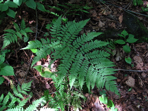 Dryopteris goeringiana observed 2026-08-06