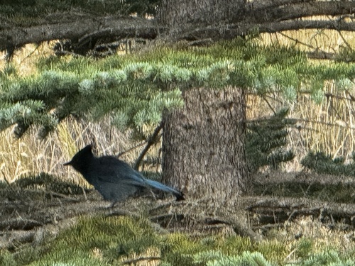 Steller's Jay