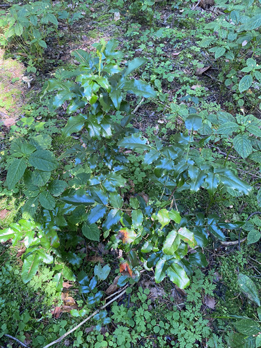 Oregon grape