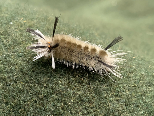 Banded Tussock Moth