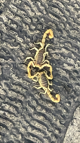 Desert Hairy Scorpion