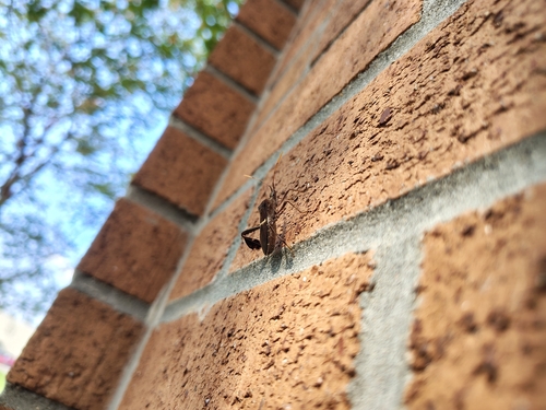 Leptoglossus zonatus