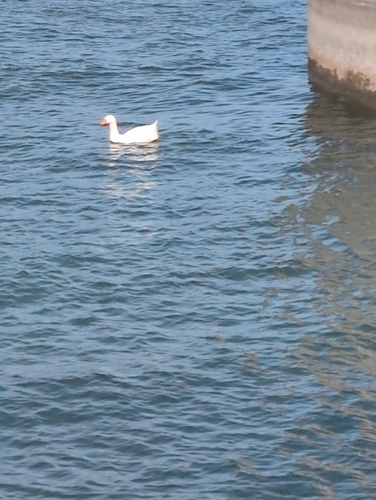 Domestic Greylag Goose