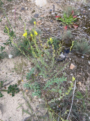 Linaria genistifolia, photograph author not stated, no rights reserved