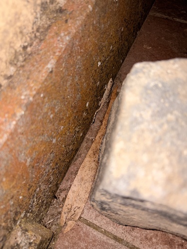 Moorish Gecko