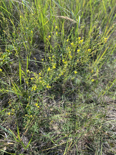 Linaria genistifolia, photograph 5
