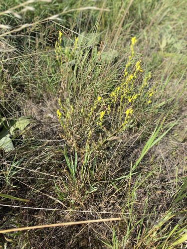 Linaria genistifolia, photograph 4