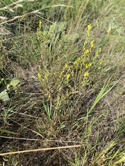 author not stated, no rights reserved Linaria genistifolia, photograph author not stated, no rights reserved