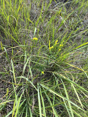 author not stated, no rights reserved Linaria genistifolia, photograph author not stated, no rights reserved