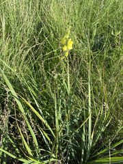 author not stated, no rights reserved Linaria genistifolia, photograph author not stated, no rights reserved