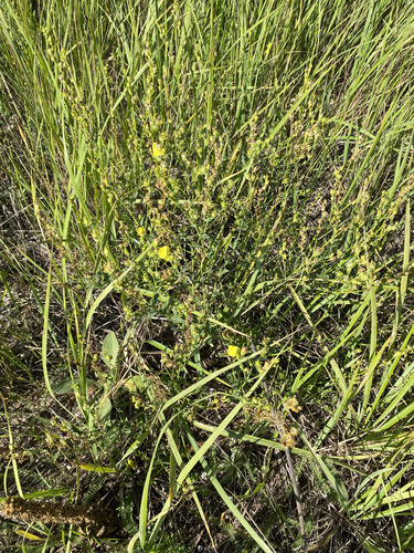 Linaria genistifolia, photograph 1