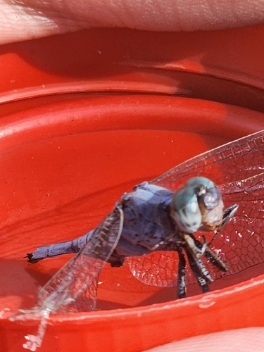 Epaulet Skimmer