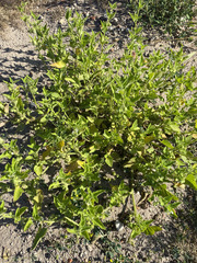 Solanum nitidibaccatum, photograph author not stated, no rights reserved