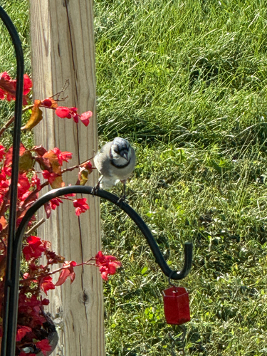 Blue Jay
