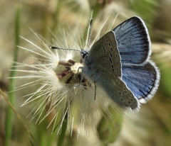 Icaricia icarioides missionensis