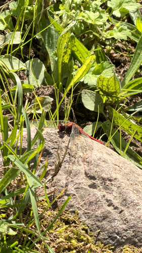 Ruddy Darter