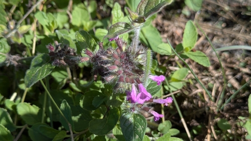 Wild Basil