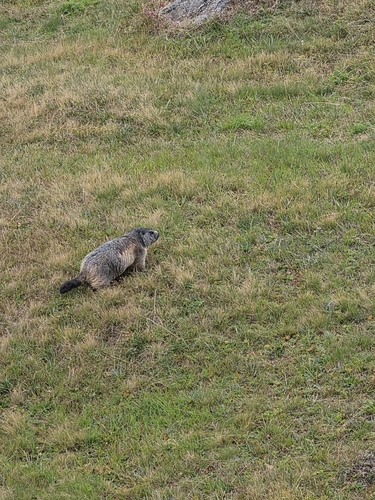 Alpine Marmot