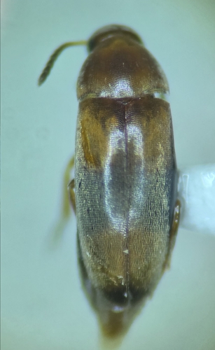 Three-banded False Flower Beetle