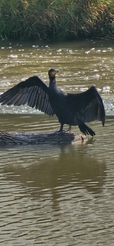 Great Cormorant