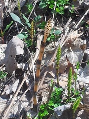 Equisetum arvense image